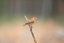 Common Crossbill (Loxia curvirostra) perched on branch, Norfolk, England, UK, February