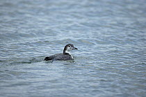 Great Northern Diver (Gavia immer) on surface of water, Suffolk, England, UK, January