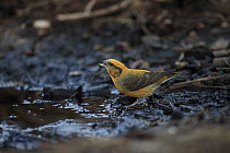 Common Crossbill (Loxia curvirostra) by puddle, Norfolk, England, UK, February