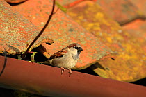 House Sparrow (Passer domesticus) on guttering of house, Norfolk, England, UK, February