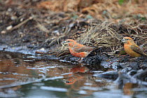 Parrot Crossbills (Loxia pytyopsittacus) by puddle, Norfolk, England, UK, February