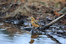 Common Crossbill (Loxia curvirostra) by puddle, Norfolk, England, UK, February