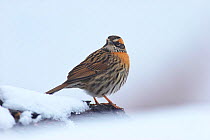 Rufous-breasted Accentor (Prunella strophiata) in snow, Yajiang county, Sichuan Province, Qinghai-Tibet Plateau, China, Asia
