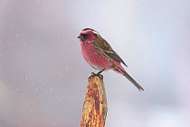 White-browed Rosefinch (Carpodacus thura) perched on twig in winter, Yajiang county, Sichuan Province, Qinghai-Tibet Plateau, China, Asia