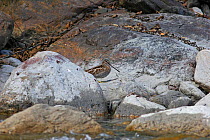 Solitary Snipe (Gallinago solitaria) on rocks, Labahe National Nature Reserve, Sichuan Province, China, Asia