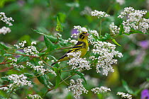 Yellow-breasted Greenfinch (Carduelis spinoides) perched on flowers, Zhangmu County, Qinghai-Tibet Plateau, Tibet, China, Asia