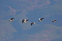Bar-headed geese (Anser indicus) in flight, Lashihai lake, Lijiang City, Yunnan Province, China, Asia