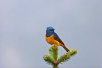 Blue-fronted Redstart (Phoenicurus frontalis) perched on pine, Tangjiahe National Nature Reserve, Sichuan Province, China, Asia
