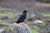 Large-billed crow (Corvus macrorhynchos) Mount Qomolangma National Park, Dingjie County, Qinghai-Tibet Plateau, Tibet, China, Asia