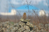 Short eared Owl (Asio flammeus) looking back over shoulder, near Chengdu City, Sichuan Province, China, Asia