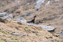 Chinese Monal (Lophophorus lhuysii) on ground, Tangjiahe National Nature Reserve, Sichuan Province, China, Asia