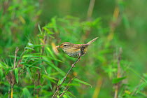 Yellowish-bellied Bush Warbler (Cettia acanthizoides) Tangjiahe National Nature Reserve, Sichuan Province, China, Asia