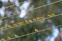 Black-headed Greenfinches (Carduelis ambigua) perched on wires, Lijiang City, Yunnan Province, China, Asia