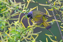 Collared Finchbill (Spizixos semitorques) perched perched on flowers, Chengdu City, Sichuan Province, China, Asia