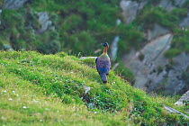 Chinese Monal (Lophophorus lhuysii) rear view, Tangjiahe National Nature Reserve, Sichuan Province, China, Asia