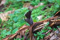 White-throated Fantail (Rhipidura albicollis) with tail fanned out, Gaoligong Mountain National Nature Reserve, Tengchong county, Yunnan Province, China, Asia