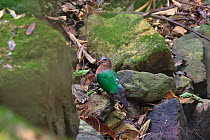 Emerald Dove (Chalcophaps indica) on ground, Xishuangbanna National Nature Reserve, Yunnan Province, China, Asia
