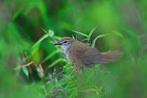 Spotted Bush-Warbler (Bradypterus thoracicus) perched, Tangjiahe National Nature Reserve, Sichuan Province, China, Asia