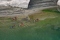 Mandarin Ducks (Aix galericulata) swimming,Tangjiahe National Nature Reserve, Sichuan Province, China, Asia