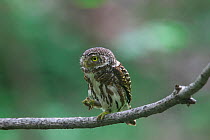 Collared Owlet (Glaucidium brodiei) with moth prey, Xinyang DongZhai nature reserve, Henan province, China, Asia