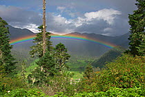 Rainbow over trees in Shejila moutain, Nyingchi Prefecture, Qinghai-Tibet Plateau, Tibet, China, Asia, July 2006.