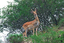 Sichuan Sika deer (Cervus nippon sichuanicus) Ruoergai National Nature Reserve, Sichuan Province, Qinghai-Tibet Plateau, China, Asia