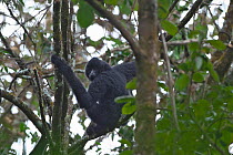 Black crested gibbon (Nomascus concolor) male climbing, Wuliang Mountain National Nature Reserve, Jingdong county, Yunnan Province, China, Asia