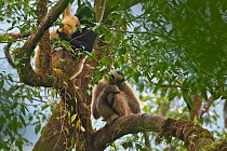Black crested gibbon (Nomascus concolor) female, with male and female behind, Wuliang Mountain National Nature Reserve, Jingdong county, Yunnan Province, China, Asia