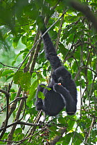 Black crested gibbon (Nomascus concolor) male hanging and feeding, Wuliang Mountain National Nature Reserve, Jingdong county, Yunnan Province, China, Asia