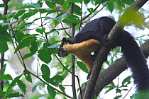 Black Giant Squirrel (Ratufa bicolor) Gaoligong Mountain National Nature Reserve, Tengchong county, Yunnan Province, China, Asia