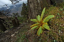 Panicled Yellow Poppy (Meconopsis paniculata) leaf rosette, Makalu Mountain, Mount Qomolangma National Park, Dingjie County, Qinghai-Tibet Plateau, Tibet China, Asia