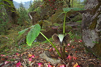 Jack in the pulpit (Arisaema utile) and small pond in forest, Makalu Mountain, Mount Qomolangma National Park, Dingjie County, Qinghai-Tibet Plateau, Tibet China, Asia