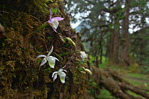 Orchid (Pleione hookeriana) flowers, Makalu Mountain, Mount Qomolangma National Park, Dingjie County, Qinghai-Tibet Plateau, Tibet China, Asia