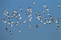 Black headed gulls (Larus ridibundus) and Common gull (Larus canus) in flight over marshes, England, January.
