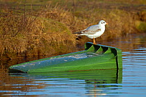 Black headed gull (Larus ridibundus) standing on green wheelie bin carried away in December sea surge, England, January.