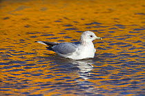 Common gull (Larus canus) and yellow boat reflection, Norfolk, February.