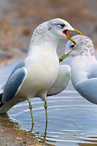 Common gull (Larus canus) pair calling, Norfolk, January.