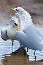 Common gull (Larus canus) pair calling, Norfolk, January.