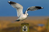 Common gull (Larus canus) landing on fence post, Norfolk, January.