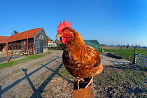 Free-range chicken on Norfolk smallholding, England, April.