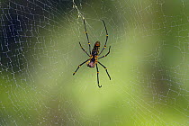 Golden orb-web spider (Nephila pilipes), Sri Lanka, March.