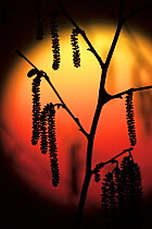 Hazel (Corylus avellana) catkins silhouetted in late winter against a setting sun, England, February.