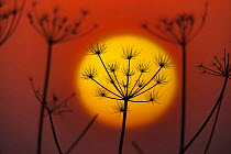 Hedge parsley (Torilis japonica) at sunset, silhouetted against sun, England, January.