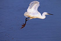 Little egret (Egretta garzetta) taking off from creek, Norfolk, January.