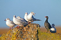 Black headed gulls (Larus Ridibundus) and Moorhen (Gallinula chloropus) on coastal concrete, Norfolk, January.