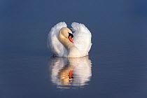 Mute swan (Cygnus olor) on water, England, December.