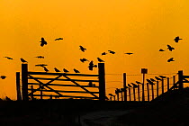 Rooks (Corvus frugilegus) silhouetted on gate and fence at sunset, Norfolk, England, UK, February.