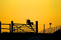 Man with shotgun climbing gate, silhouetted at sunset, Norfolk, East Anglia, England, UK, February 2014.