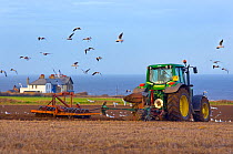 Tractor ploughing near Weybourne with gulls (Laridae) following, Norfolk, East Anglia, England, UK, January.