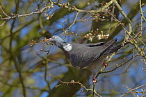 Wood pigeon (Columba palumbus) feeding on new tree buds, Norfolk, East Anglia, England, UK, February.